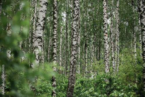 Fototapeta Naklejka Na Ścianę i Meble -  Birch summer forest in cloudy rainy weather