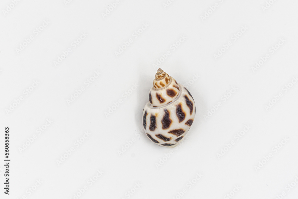 Isolated shells with white Background. Isolated shells with white Background.