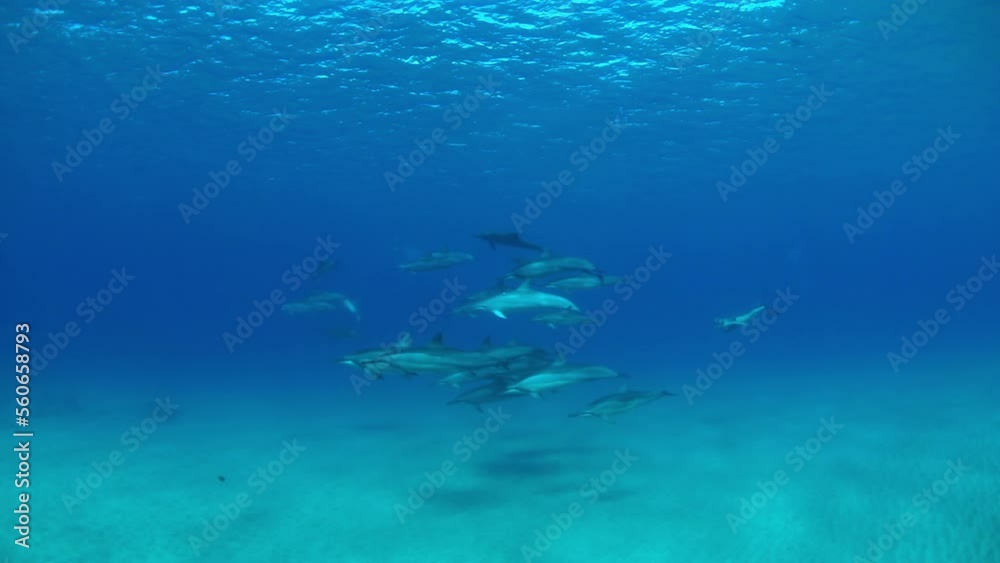 Slow Motion Shot Of Pods Of Delphinus Swimming Together In Deep Blue Sea - Waikiki, Hawaii Slow Motion Shot Of Pods Of Delphinus Swimming Together In Deep Blue Sea - Waikiki, Hawaii