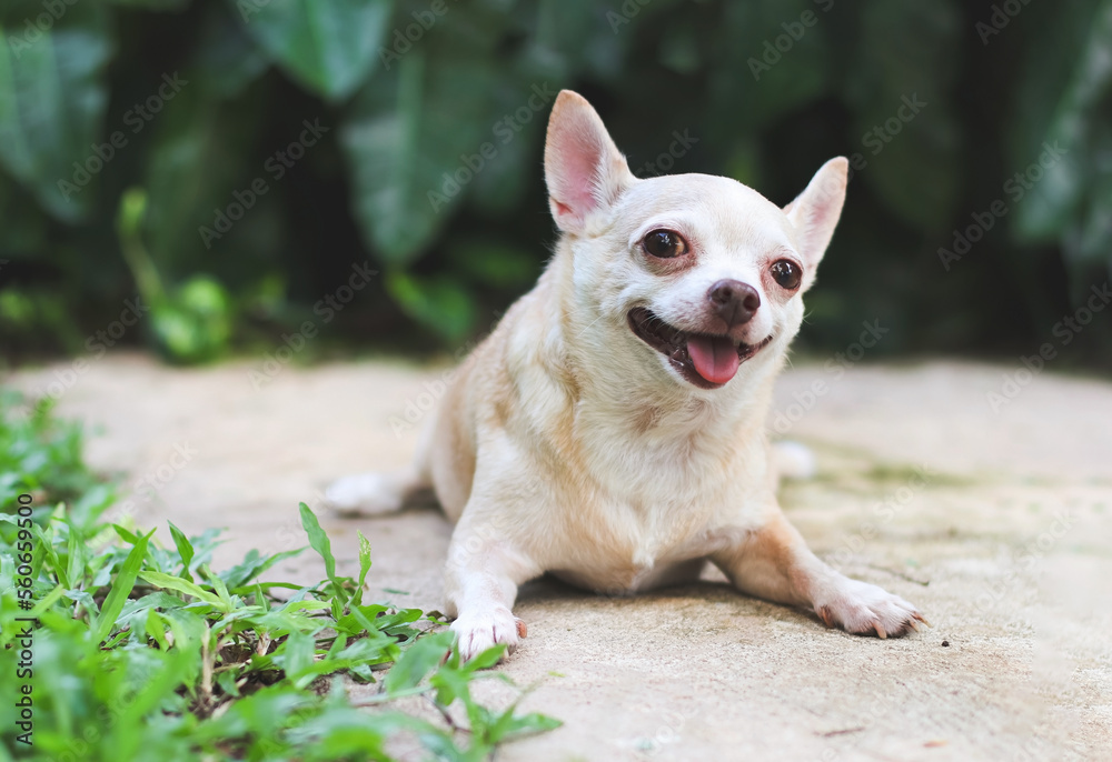 cute brown short hair chihuahua dog lying down on cement floor in the garden, smiling and looking at camera.