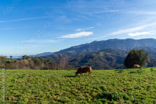 Paisaje asturiano con vacas. Piloña, España.