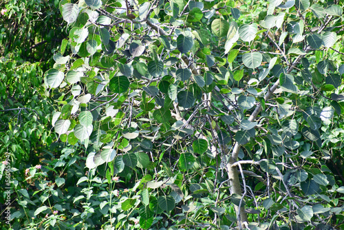 Sacred fig leaf (Ficus religiosa L , Peepal Tree, Bodhi Tree, Bo Tree, Peepul ) in the forest