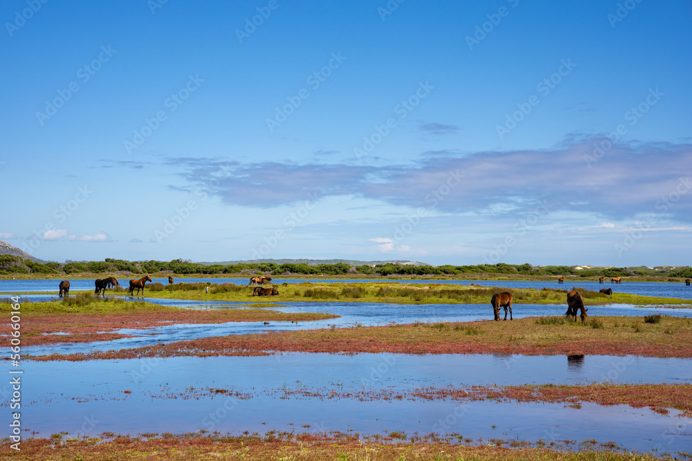 Wild horses at the Botrivier (Botriver) Estuary at Rooisand Nature Reserve. Kleinmond, Whale Coast, Overberg. Western Cape. South Africa.