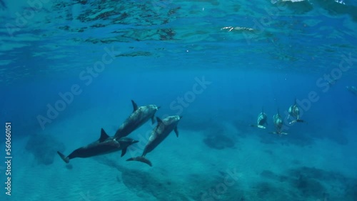 Slow Motion Shot Of Pods Of Delphinus Swimming In Blue Sea - Waikiki, Hawaii photo