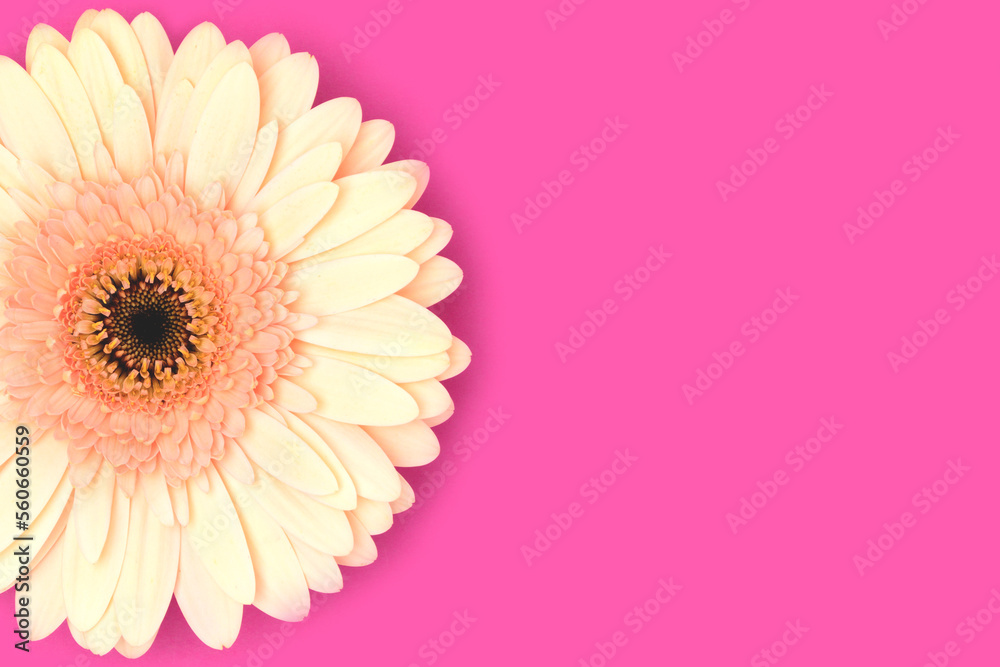 One beige gerbera flower on a magenta background. Springtime concept. One beige gerbera flower on a magenta background. Springtime concept.