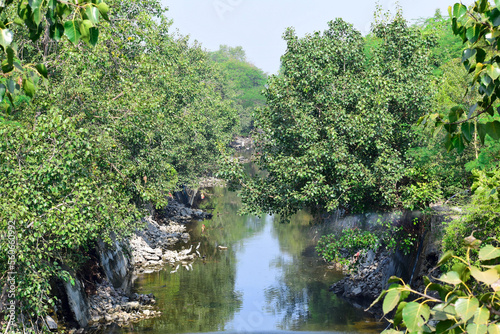 Sacred fig leaf (Ficus religiosa L , Peepal Tree, Bodhi Tree, Bo Tree, Peepul ) in the forest