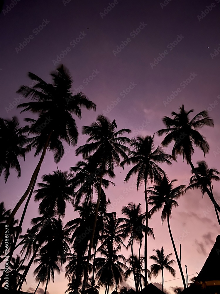 AFRICA | Tanzania, Zanzibar. Breathtaking dawn in Africa. Palm trees and pink sky in Africa. 