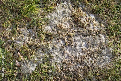 Snow mold in the grass, plant dissease. Gray snow mold (also called Typhula blight) is caused by Typhula spp.,