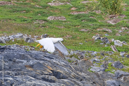 Kelp Goose in flight, Tierra del Fuego, Argentina. photo