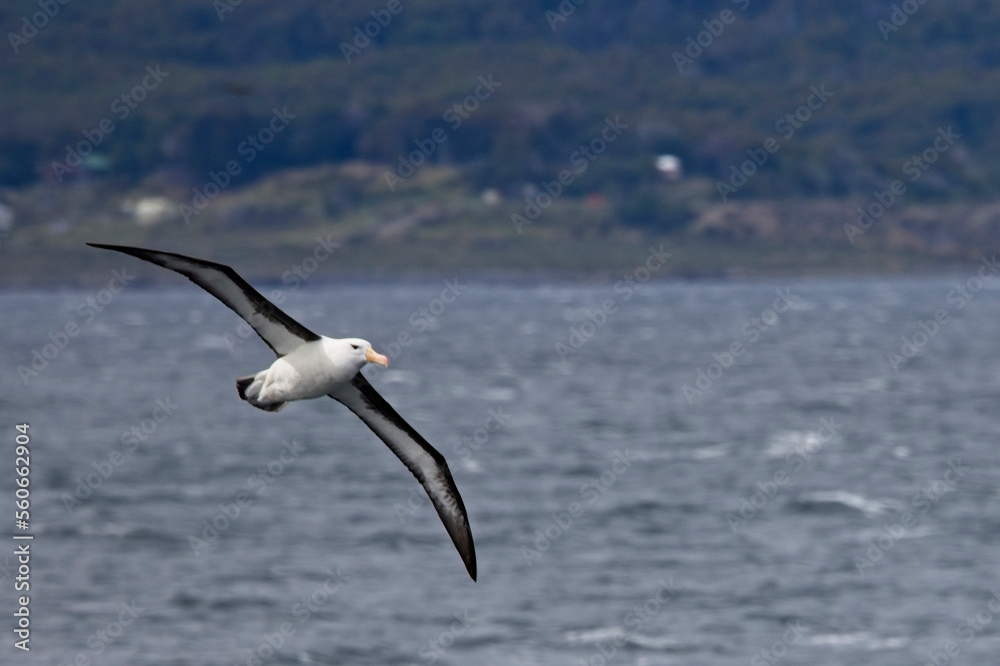 Black-browed Albatross in flight in the Beagle Channel, Argentina. Black-browed Albatross in flight in the Beagle Channel, Argentina.