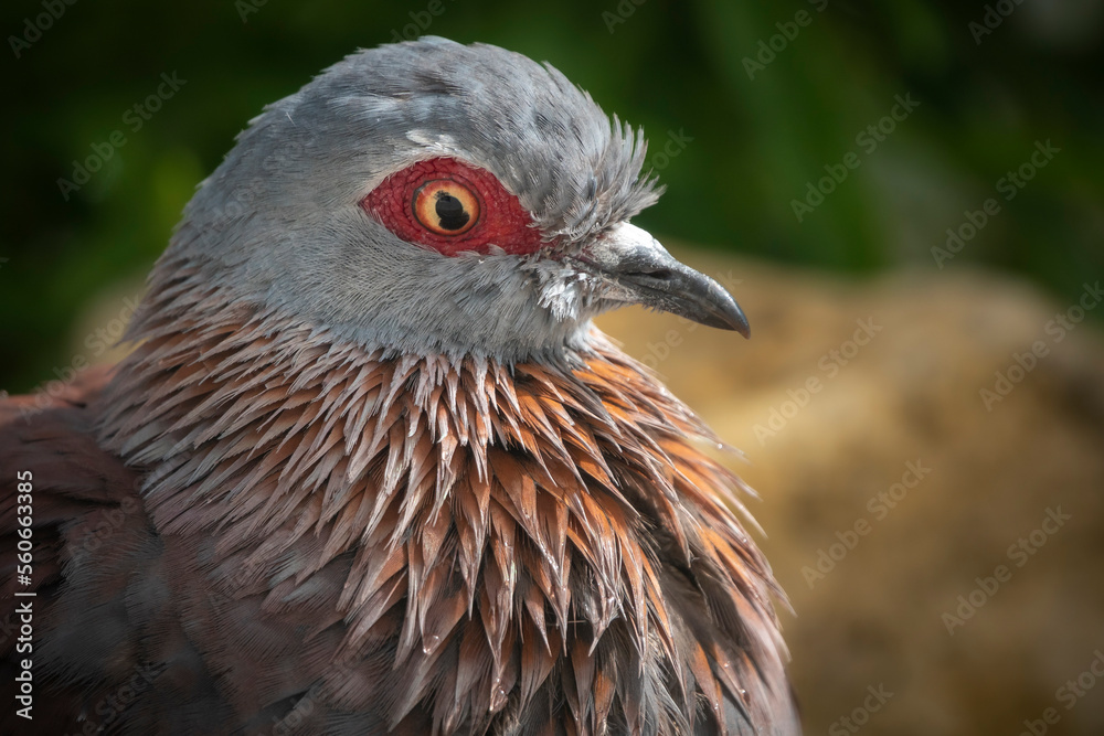 Speckled pigeon or African rock pigeon (Columba guinea). Hermanus, Whale Coast, Overberg, Western Cape, South Africa. Speckled pigeon or African rock pigeon (Columba guinea). Hermanus, Whale Coast, Overberg, Western Cape, South Africa.