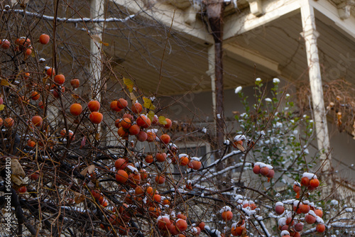 persimmon under snow, winter in tbilisi