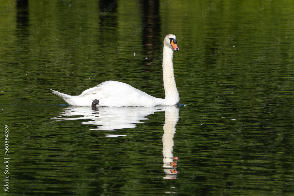 Fototapeta premium Mute swan, Cygnus olor swimming on a lake in Munich, Germany