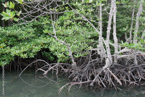 selective focus of Mangrove trees  rhizophora apiculata  in the Petengoran Mangrove Forest  Lampung  Indonesia