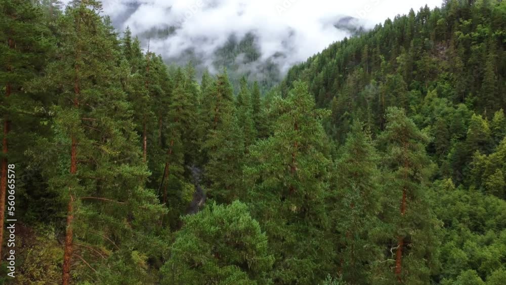 Beautiful aerial flight through evergreen forest in Caucasian mountains Beautiful aerial flight through evergreen forest in Caucasian mountains