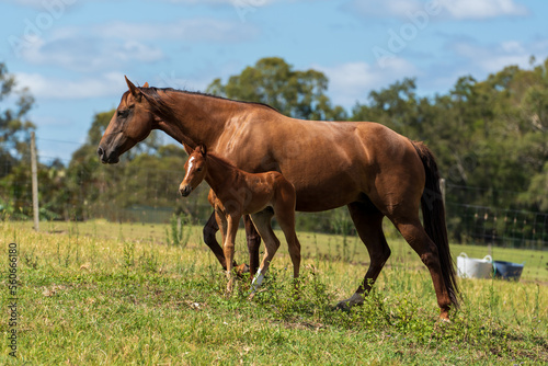 Beautiful liver chestnut Quarter Horse mare with chestnut filly foal. Side view.