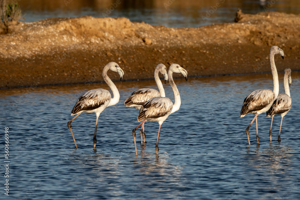 Obraz premium Flock of flamingo's in the water 