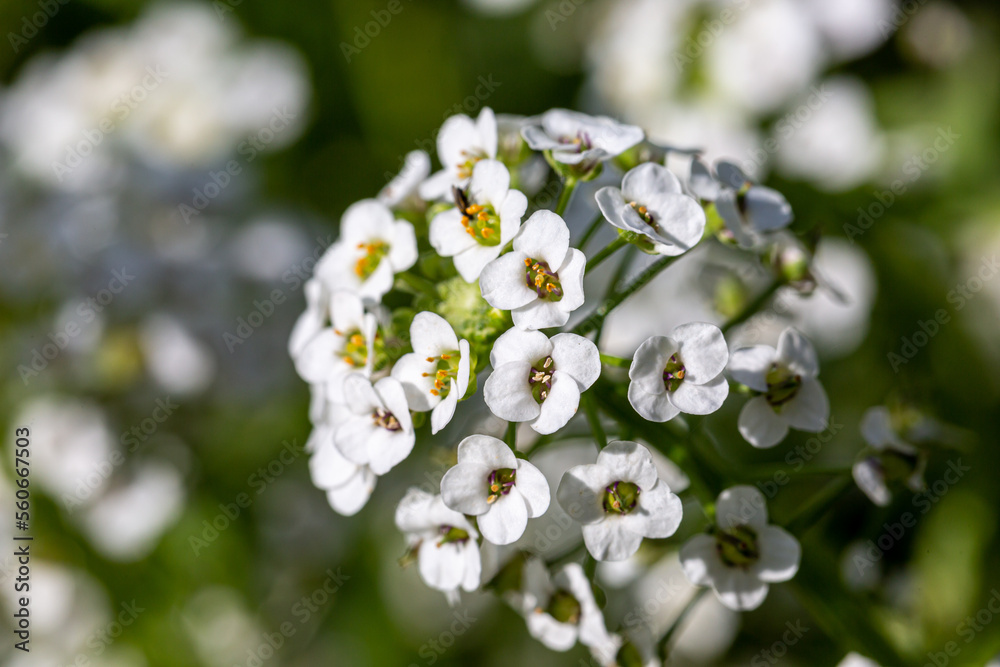 A close up of sweet alyssum flowers, with a shallow depth of field A close up of sweet alyssum flowers, with a shallow depth of field