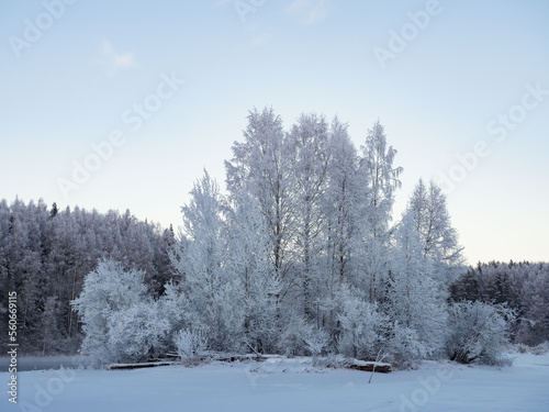 Trees covered with hoarfrost in severe frost near the Shuya River in the Republic of Karelia, northwestern Russia