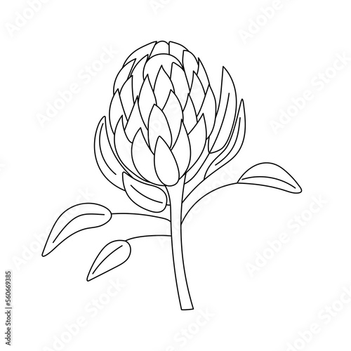 Outline drawing of a protea flower.Vector illustration.