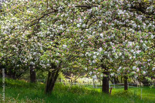 Alte Bäume, Obstbaumblüte Heiliger Grund Ockershausen 