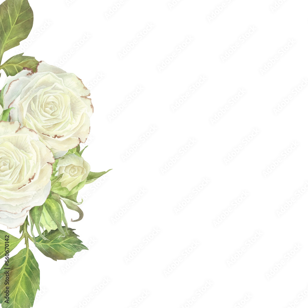 Square frame with white roses and leaves on the left side. Watercolor illustration. Place for inscription or text. Isolated on a white background.For design of greeting card, wedding invitation