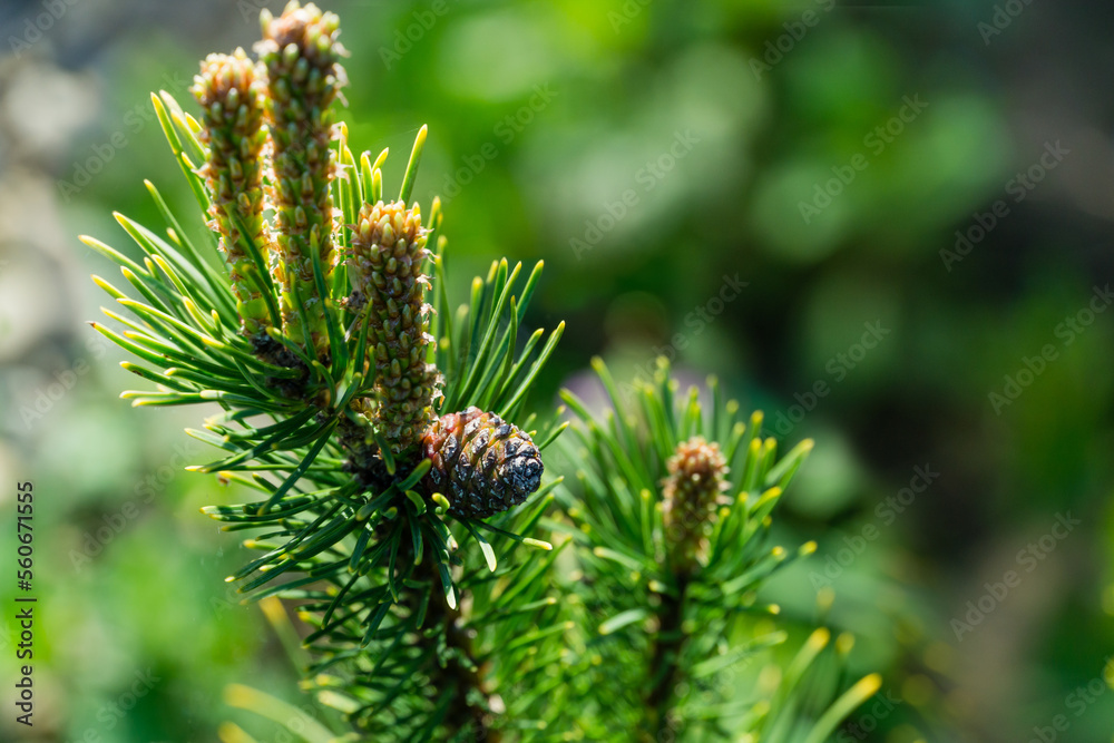Pinus mugo Ophir with beautiful young shoots and cone. Close-up of Golden cultivar dwarf mountain pine green with golden tips of needles on green bokeh in sunny spring garden. Place for your text Pinus mugo Ophir with beautiful young shoots and cone. Close-up of Golden cultivar dwarf mountain pine green with golden tips of needles on green bokeh in sunny spring garden. Place for your text