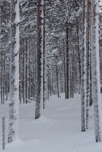 the trees are in the snowy forest
