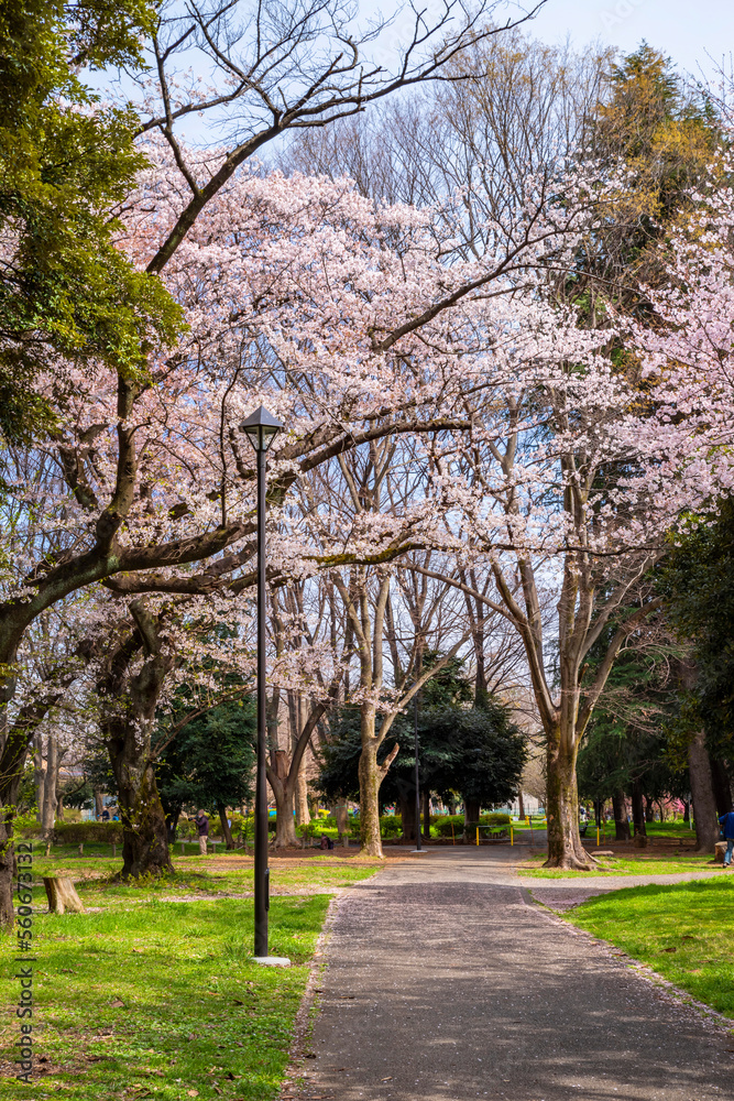 桜咲く善福寺川緑地の風景（2022年4月）