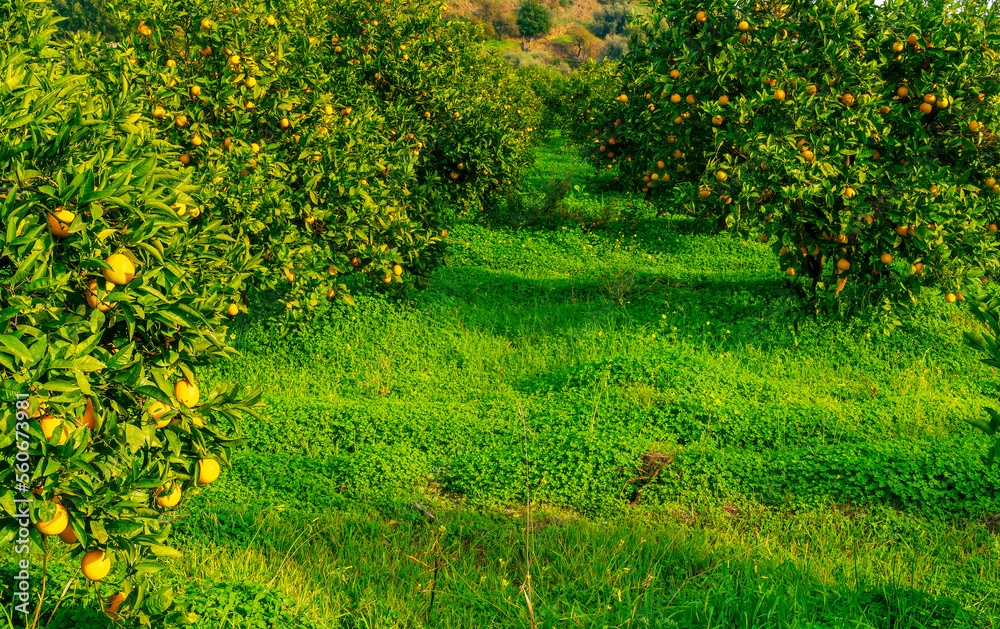 Fototapeta premium green sunny orange garden with rows of orange trees with oranges fruits on branches, summer day plantation landscape