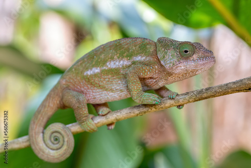 Globe-horned chameleon or flat-casqued chameleon (Calumma globifer) Female, Reserve Peyrieras Madagascar Exotic, Madagascar wildlife animal