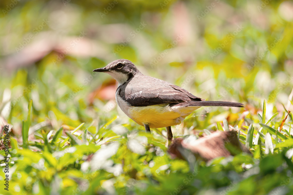 Obraz premium Madagascar wagtail (Motacilla flaviventris) is a species of endemic bird wagtail in the family Motacillidae, Reserve Peyrieras Madagascar Exotic. Madagascar wildlife animal.