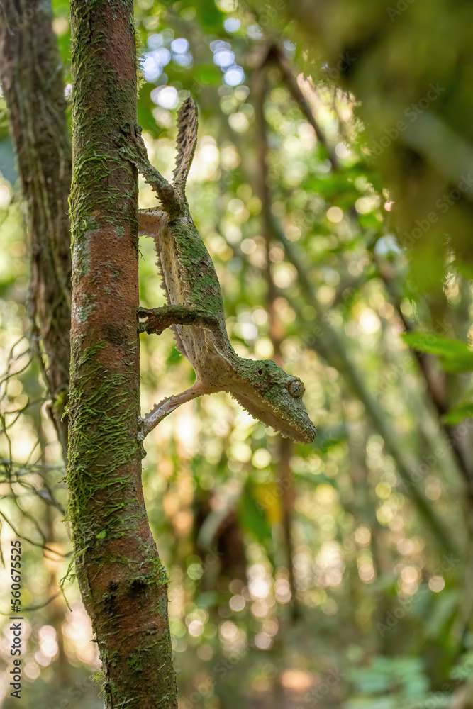 Uroplatus sikorae, mossy leaf-tailed gecko or the southern flat-tail gecko, is species of Cites protected endemic lizard in the family Gekkonidae. Ranomafana National Park, Madagascar wildlife animal.