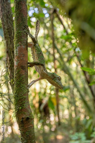 Uroplatus sikorae  mossy leaf-tailed gecko or the southern flat-tail gecko  is species of Cites protected endemic lizard in the family Gekkonidae. Ranomafana National Park  Madagascar wildlife animal.