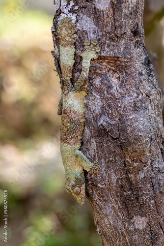 Uroplatus sikorae, mossy leaf-tailed gecko or the southern flat-tail gecko, is species of Cites protected endemic lizard in the family Gekkonidae. Reserve Peyrieras Madagascar Exotic, Wildlife animal