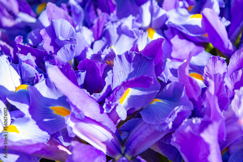 iris flower background. iris flower background purple color. spring iris flower background.