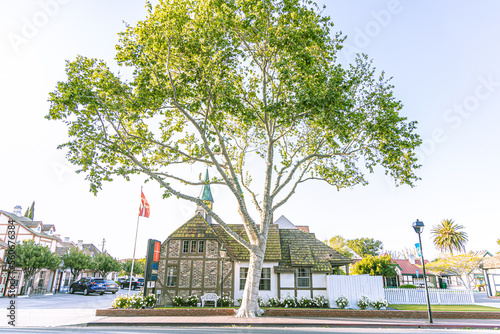 a Scandinavian building with a large tree
