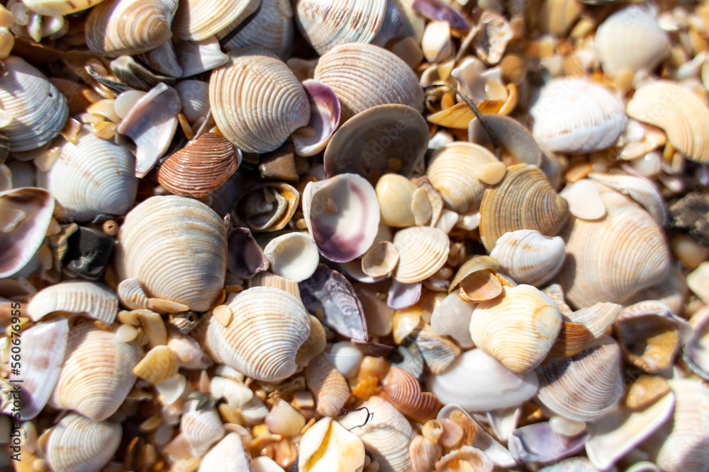 Background of small shells. There are many small shells on the seashore.