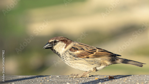 sparrow bird close-up © oz