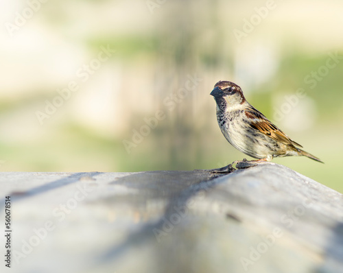 sparrow bird close-up