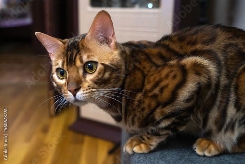 Young bengal cat in home