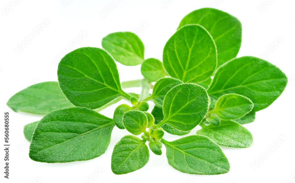 Fresh twigs of oregano isolated on white background. Fresh twigs of oregano isolated on white background.