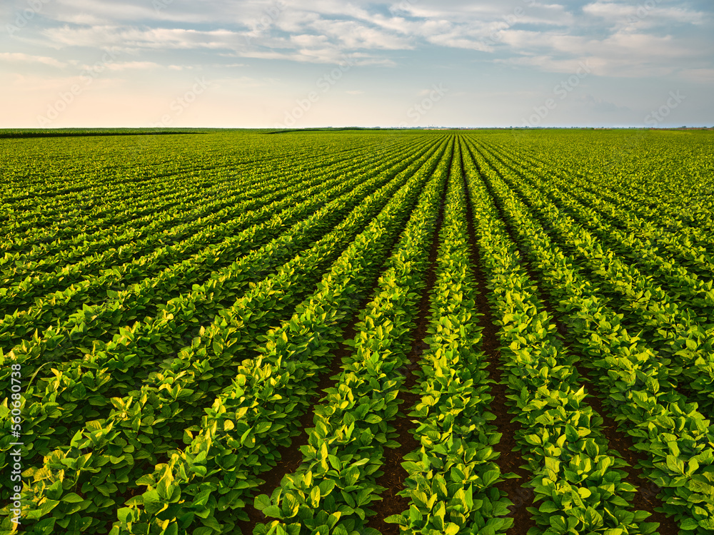 A stunning green soybean field showcasing sustainable agriculture