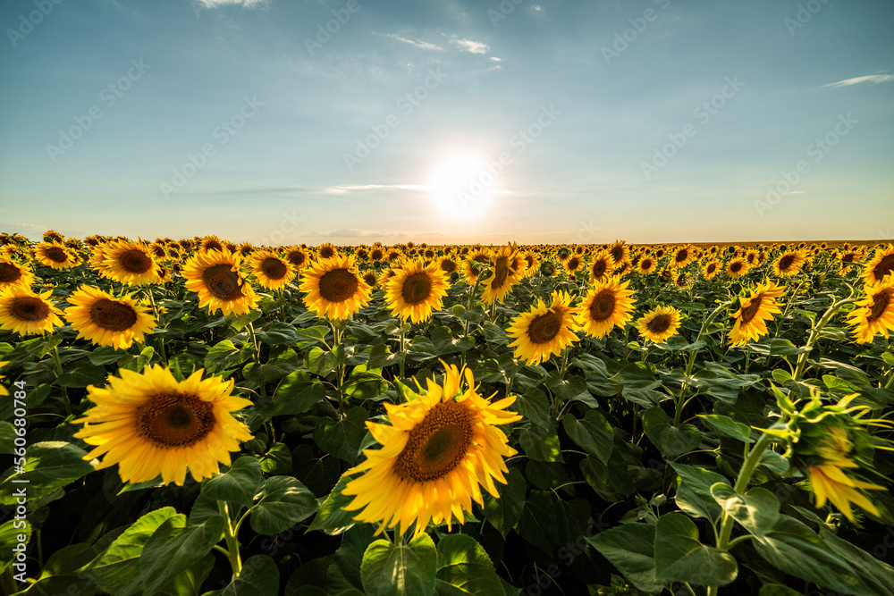 Obraz premium Agricultural sunflower fields ablaze with the golden glow of summer, a field of radiant yellow and pure happiness as the sun shines down on the blooming flowers