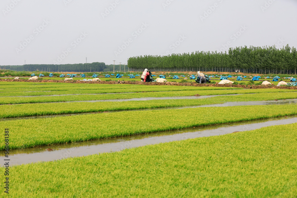 farmers are sorting out rice seedbeds and preparing to transplant rice seedlings, North China