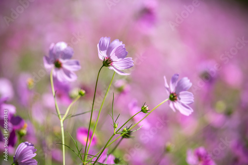 コスモスの花　秋のイメージ