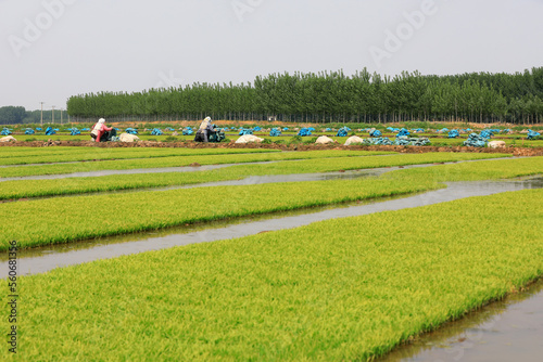 farmers are sorting out rice seedbeds and preparing to transplant rice seedlings, North China photo