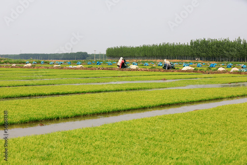 Obraz na płótnie farmers are sorting out rice seedbeds and preparing to transplant rice seedlings, North China w salonie