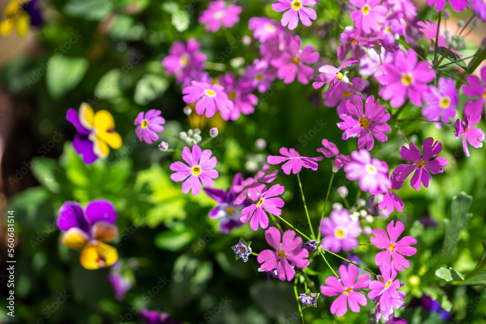 ムラサキカタバミの花 ムラサキカタバミの花