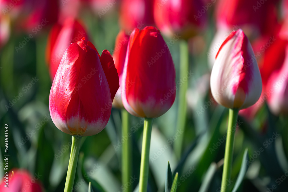 チューリップの花　春のイメージ